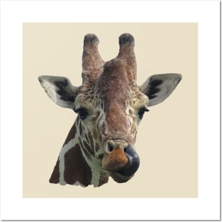 Funny Giraffe - Africa Posters and Art
